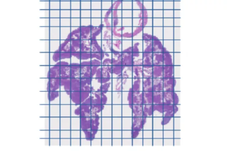 Pecar Lab
